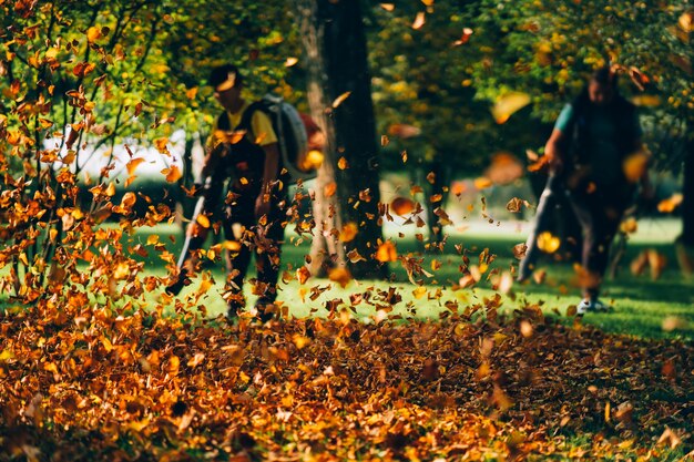 Leaf Removal