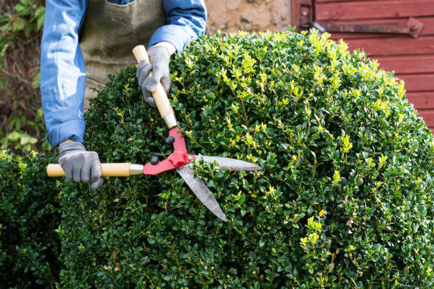 Shrub & Tree Pruning